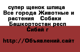 супер щенок шпица - Все города Животные и растения » Собаки   . Башкортостан респ.,Сибай г.